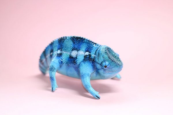 Blue and Black Stripes Chameleon Polymer